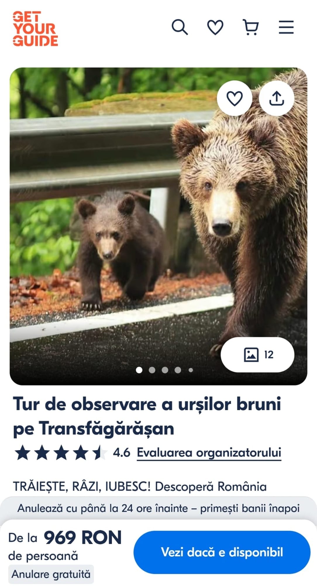 Străinii plătesc aproape 1.000 de lei pentru a vedea urși pe Transfăgărășan. Tot mai mulți turiști ajung victime ale atacurilor