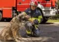 Pompierii susțin adopția câinilor fără stăpân. Campanie pentru o comunitate mai responsabilă și mai empatică