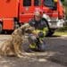 Pompierii susțin adopția câinilor fără stăpân. Campanie pentru o comunitate mai responsabilă și mai empatică