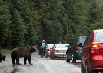 Amenzi de 50.000 de lei pentru turiștii care au hrănit urșii pe Transfăgărășan. Șase persoane au fost sancționate în doar trei săptămâni