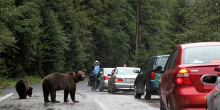 Amenzi de 50.000 de lei pentru turiștii care au hrănit urșii pe Transfăgărășan. Șase persoane au fost sancționate în doar trei săptămâni
