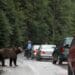 Amenzi de 50.000 de lei pentru turiștii care au hrănit urșii pe Transfăgărășan. Șase persoane au fost sancționate în doar trei săptămâni