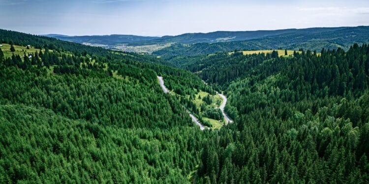 Guvernul a aprobat Strategia pentru biodiversitate. Adoptarea documentului reprezintă un jalon important din PNRR și deschide calea unor investiții în protecția naturii și refacerea ecosistemelor