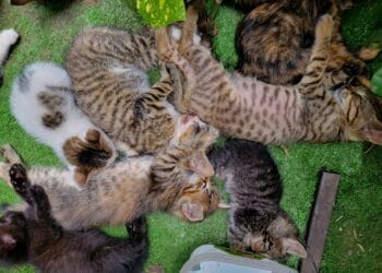 18 pisici salvate dintr-un apartament. Animalele au fost găsite fără hrană și apă, în condiții greu de imaginat