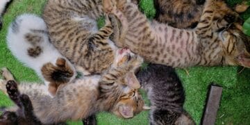 18 pisici salvate dintr-un apartament. Animalele au fost găsite fără hrană și apă, în condiții greu de imaginat