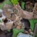 18 pisici salvate dintr-un apartament. Animalele au fost găsite fără hrană și apă, în condiții greu de imaginat