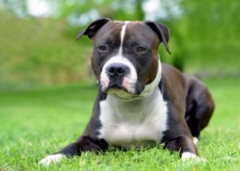 Alertă într-un parc! Un câine cu comportament agresiv a fost capturat de jandarmi după un apel la 112