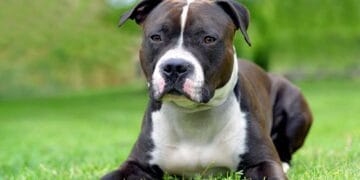 Alertă într-un parc! Un câine cu comportament agresiv a fost capturat de jandarmi după un apel la 112