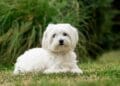 Un bărbat de 77 de ani, reținut după moartea unui câine Bichon. Animalul ar fi fost prins într-un laț montat în gardul dintre două proprietăți
