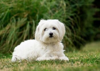 Un bărbat de 77 de ani, reținut după moartea unui câine Bichon. Animalul ar fi fost prins într-un laț montat în gardul dintre două proprietăți