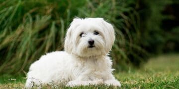 Un bărbat de 77 de ani, reținut după moartea unui câine Bichon. Animalul ar fi fost prins într-un laț montat în gardul dintre două proprietăți
