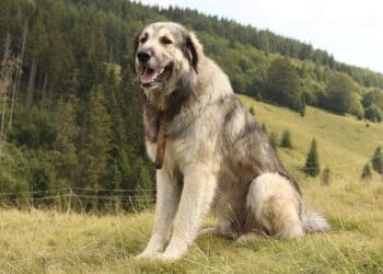 Și-a abandonat câinele pe marginea unui drum național și a primit amenda maximă. Mesajul ferm transmis de polițiști