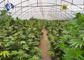 DIICOT a descoperit o plantație uriașă cu peste 2.600 de plante de canabis! Au fost ridicate aproximativ 2,4 tone de droguri și un laborator complet echipat