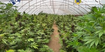 DIICOT a descoperit o plantație uriașă cu peste 2.600 de plante de canabis! Au fost ridicate aproximativ 2,4 tone de droguri și un laborator complet echipat