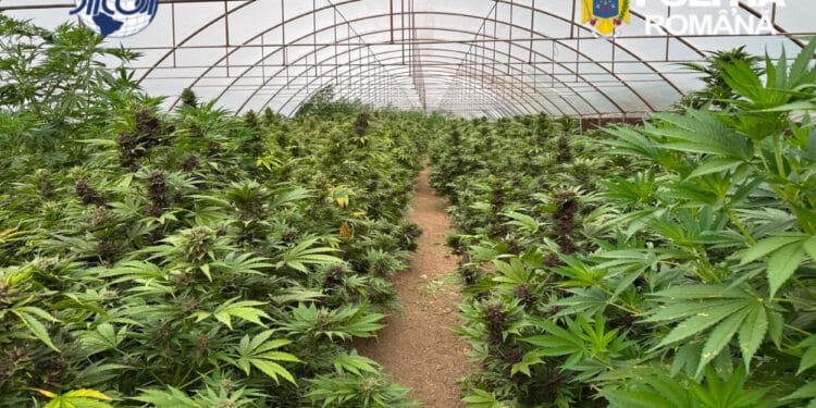 DIICOT a descoperit o plantație uriașă cu peste 2.600 de plante de canabis! Au fost ridicate aproximativ 2,4 tone de droguri și un laborator complet echipat