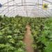 DIICOT a descoperit o plantație uriașă cu peste 2.600 de plante de canabis! Au fost ridicate aproximativ 2,4 tone de droguri și un laborator complet echipat