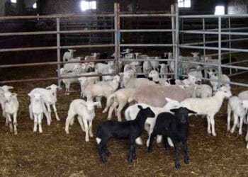 Carantină națională după izbucnirea pestei la oi. Mii de animale vor fi sacrificate, iar restricțiile se aplică în toată România