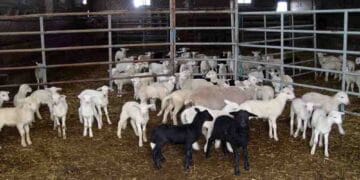 Carantină națională după izbucnirea pestei la oi. Mii de animale vor fi sacrificate, iar restricțiile se aplică în toată România
