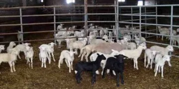 Carantină națională după izbucnirea pestei la oi. Mii de animale vor fi sacrificate, iar restricțiile se aplică în toată România