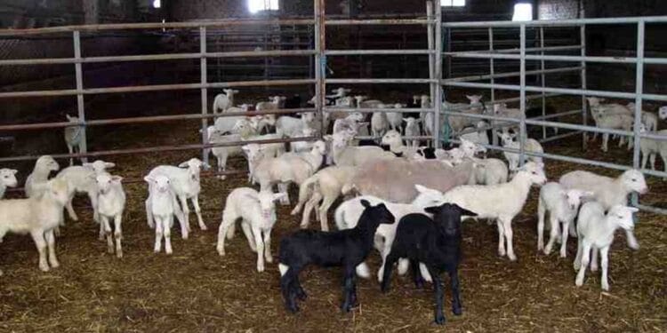 Carantină națională după izbucnirea pestei la oi. Mii de animale vor fi sacrificate, iar restricțiile se aplică în toată România