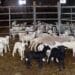 Carantină națională după izbucnirea pestei la oi. Mii de animale vor fi sacrificate, iar restricțiile se aplică în toată România