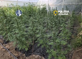 Doi bărbați, arestați după ce DIICOT a descoperit o plantație de canabis și droguri pregătite pentru vânzare