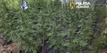 Doi bărbați, arestați după ce DIICOT a descoperit o plantație de canabis și droguri pregătite pentru vânzare