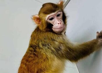 Maimuțe descoperite într-un portbagaj! Șoferița a susținut că le-a moștenit de la mama sa!