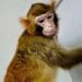 Maimuțe descoperite într-un portbagaj! Șoferița a susținut că le-a moștenit de la mama sa!