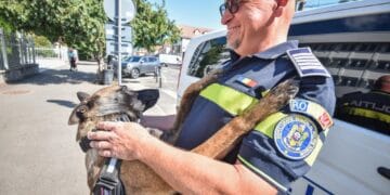 Polițistul care a amânat pensia pentru partenerul său cu patru lăbuțe. Hod poate găsi urme pe care nici tehnologia nu le detectează