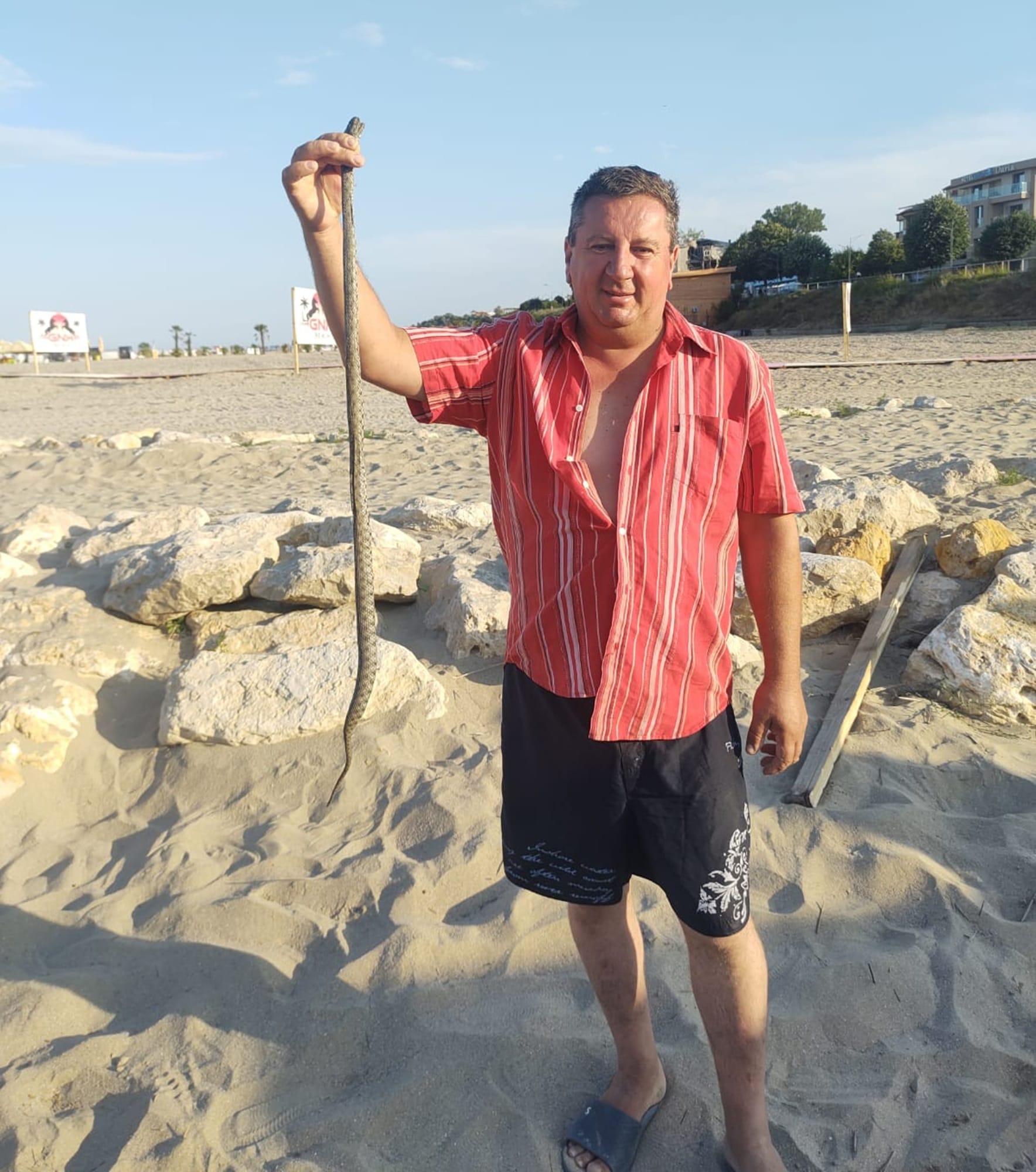 Un șarpe a apărut printre șezlongurile de pe plaja din Eforie Sud. Un turist l-a capturat înainte să rănească pe cineva