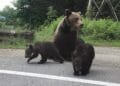 O ursoaică de 11 ani a fost împușcată după ce a refuzat să se retragă în pădure. Autoritățile spun că animalul reprezenta un pericol pentru locuitori