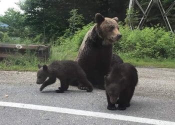O ursoaică de 11 ani a fost împușcată după ce a refuzat să se retragă în pădure. Autoritățile spun că animalul reprezenta un pericol pentru locuitori