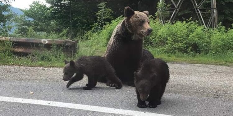 O ursoaică de 11 ani a fost împușcată după ce a refuzat să se retragă în pădure. Autoritățile spun că animalul reprezenta un pericol pentru locuitori
