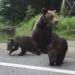 O ursoaică de 11 ani a fost împușcată după ce a refuzat să se retragă în pădure. Autoritățile spun că animalul reprezenta un pericol pentru locuitori