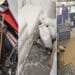 Brutărie închisă după un control. Mizerie, deșeuri depozitate insalubru și angajați fără cursuri de calificare