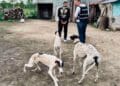 Trei bărbați acuzați de cruzime extremă față de animale rămân în arest preventiv. Tribunalul a schimbat decizia primei instanțe