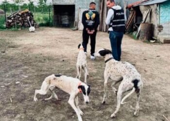 Trei bărbați acuzați de cruzime extremă față de animale rămân în arest preventiv. Tribunalul a schimbat decizia primei instanțe