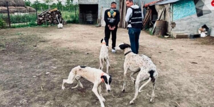 Trei bărbați acuzați de cruzime extremă față de animale rămân în arest preventiv. Tribunalul a schimbat decizia primei instanțe