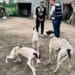 Trei bărbați acuzați de cruzime extremă față de animale rămân în arest preventiv. Tribunalul a schimbat decizia primei instanțe