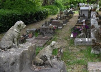 Primul cimitir pentru animalele de companie. Proiectul trebuie să respecte condiții stricte