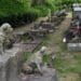 Primul cimitir pentru animalele de companie. Proiectul trebuie să respecte condiții stricte