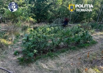 Plantație de canabis ascunsă într-o pădure de mesteceni. Peste 130 de plante descoperite de DIICOT lângă cabana unui bărbat