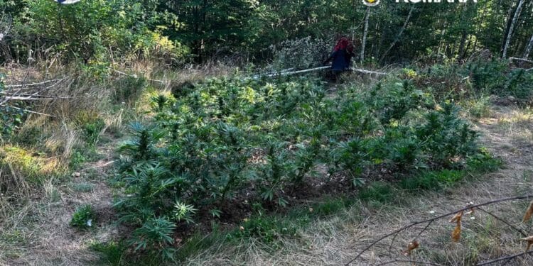 Plantație de canabis ascunsă într-o pădure de mesteceni. Peste 130 de plante descoperite de DIICOT lângă cabana unui bărbat