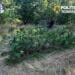 Plantație de canabis ascunsă într-o pădure de mesteceni. Peste 130 de plante descoperite de DIICOT lângă cabana unui bărbat