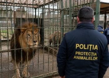 Descinderi la grădina zoologică ilegală! Urși, lei, maimuțe și alte animale sălbatice, în centrul unei anchete