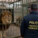 Descinderi la grădina zoologică ilegală! Urși, lei, maimuțe și alte animale sălbatice, în centrul unei anchete