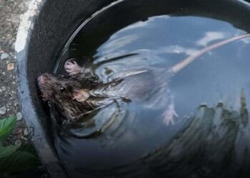 „Experiment” revoltător cu un șobolan! Un bărbat l-ar fi ținut zile întregi într-o găleată cu apă ca să vadă „cât mai rezistă”