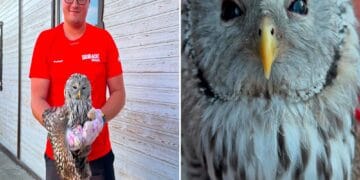 Pui de huhurez mare, găsit rănit în mijlocul drumului. Salvamontiștii i-au venit în ajutor
