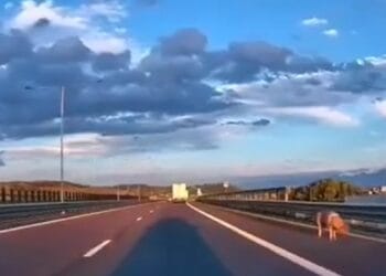 VIDEO: Animal surprins pe banda de urgență a autostrăzii! A sărit dintr-o remorcă în timpul mersului. Șoferul, amendat